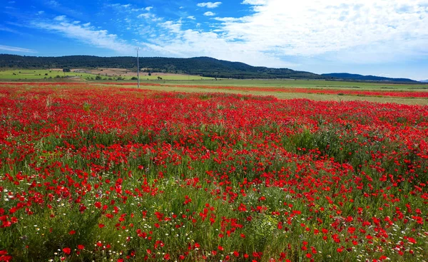 Spring Meadow Poppies Camino Santiago Levante Saint James Way — Stock Photo, Image