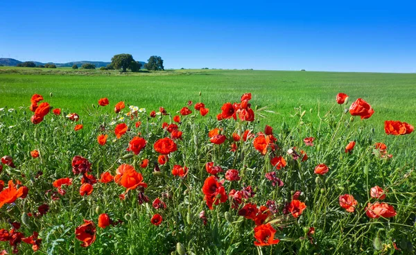 Bahar Çayır Haşhaş Camino Santiago Levante Saint James Way Kastilya — Stok fotoğraf