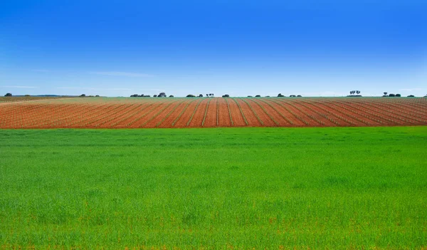 Spring Meadow Camino Santiago Levante Saint James Way — Stock Photo, Image