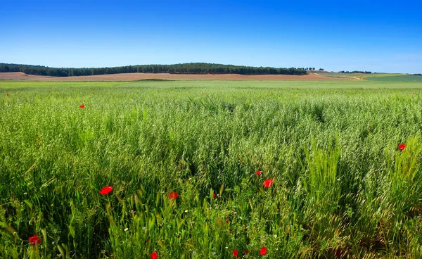 Spring Meadow Poppies Camino Santiago Levante Saint James Way Castile — Stock Photo, Image