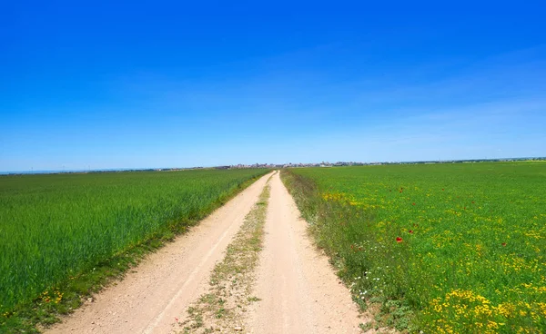 Tavaszi Rét Pipacsok Camino Santiago Levante Saint James Way Castilla — Stock Fotó