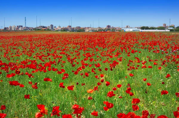 Spring Meadow Poppies Camino Santiago Levante Saint James Way Castile — Stock Photo, Image