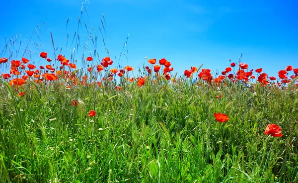 Spring Meadow Poppies Camino Santiago Levante Saint James Way Castile — Stock Photo, Image