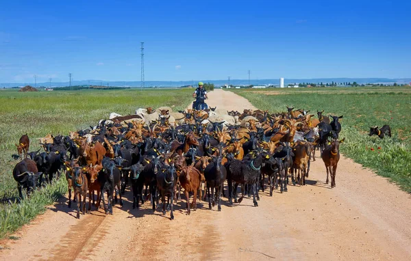 Goats Sheeps Flock Pilgrim Castile Mancha Saint James Way Levante — Stock Photo, Image