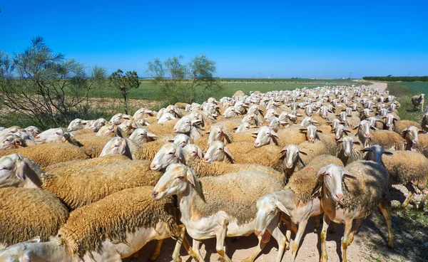 カスティーリャ マンチャのスペイン アルバセテの羊の群れ — ストック写真