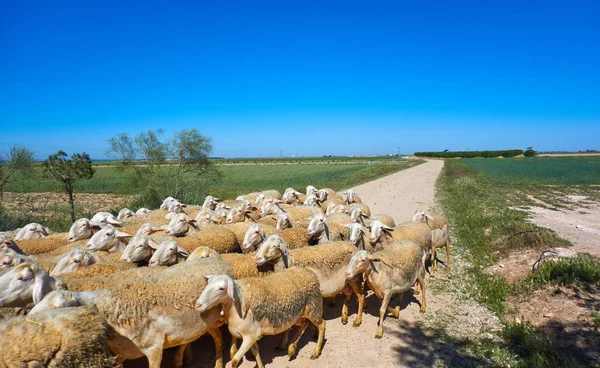 カスティーリャ マンチャのスペイン アルバセテの羊の群れ — ストック写真