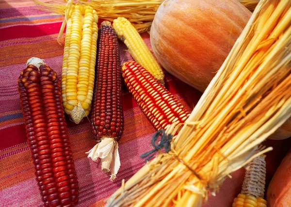 Agriculture Still Life Organic Corn Pumpkin Cereal Dried Plant — Stock Photo, Image