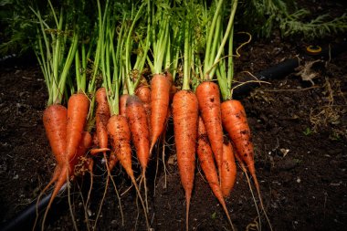 Fresh carrots just harvested in homestead farmland soil clipart
