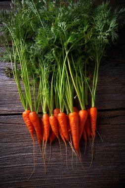 Fresh carrots just harvested on wooden board clipart