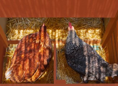 Hen poultry house nest with 2 hens incubate on straw clipart