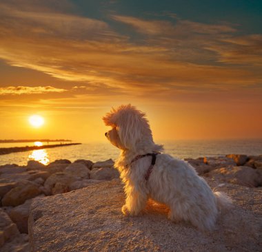Maltichon pet dog relaxed looking sunset in a beach clipart