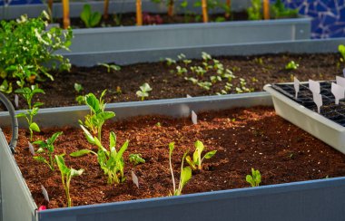 fidan bitkiler lahanası yatakta bir meyve bahçesi kentsel Bahçe metal kaldırdı