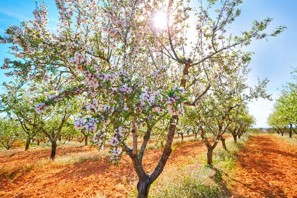 Mandlové Stromy Kvetou Středomořském Pobřeží Španělska — Stock fotografie