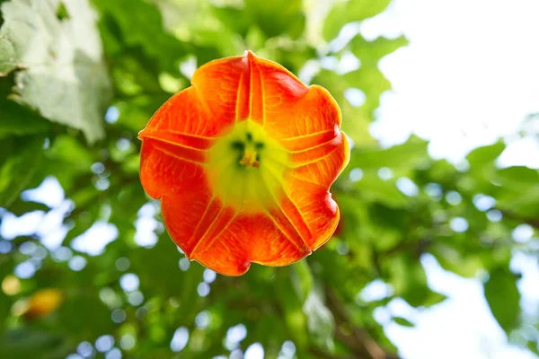 Цветок Бругмансия Сангвинея Ангелы Трубят Распространенное Имя — стоковое фото