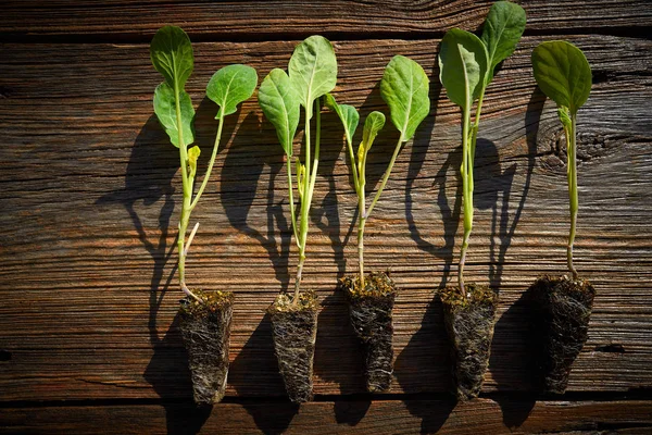 Sazenice Květák Zelí Kapusta Připraven Pro Rostlinu Out Nebo Trasplant — Stock fotografie