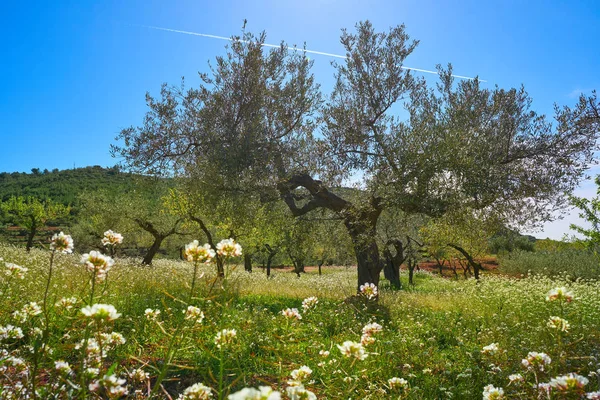 Αμυγδαλιές Άνοιξη Blossom Στην Μεσογειακή Ισπανία — Φωτογραφία Αρχείου