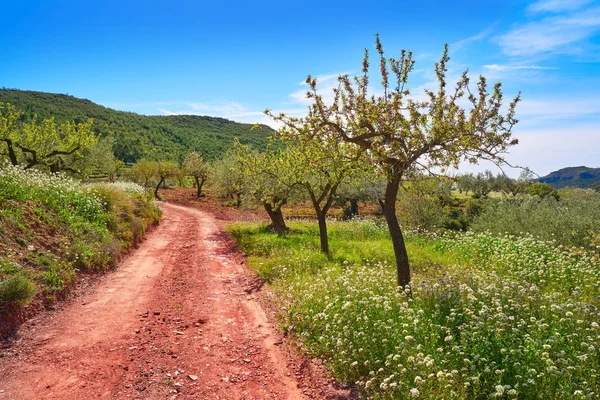 Tavasszal Mandulafák Virágoznak Mediterrán Spanyolország — Stock Fotó