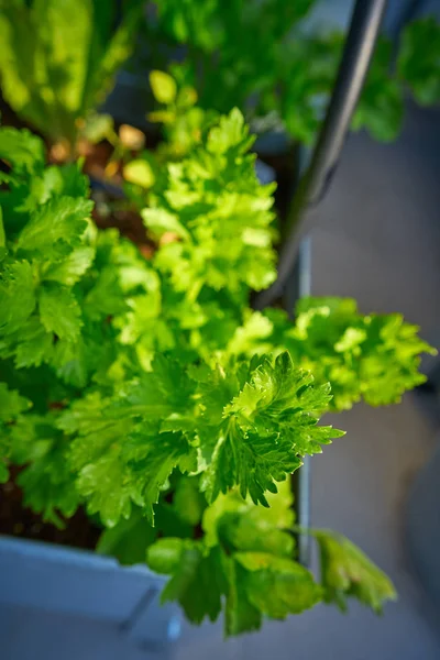 Celery Vegetables Plant Leaves Urban Orchard Table — Stock Photo, Image