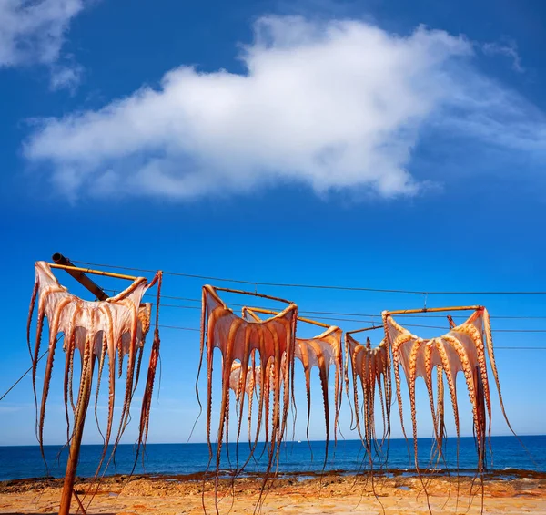 Szárított Polip Spanyolország Földközi Tengeri Szabadtéri Dry — Stock Fotó