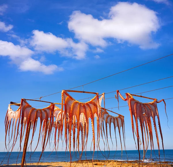 Αποξηραμένα Χταπόδι Στη Μεσόγειο Ισπανία Εξωτερική Ξηρό — Φωτογραφία Αρχείου