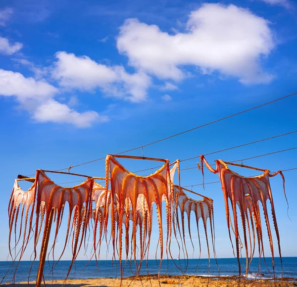 Torkad Bläckfisk Medelhavet Spanien Utomhus Torr — Stockfoto