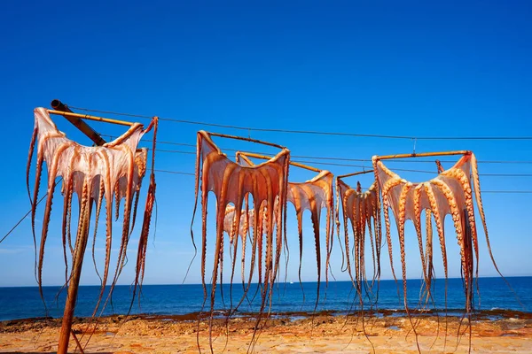 Gedroogde Inktvis Middellandse Zee Spanje Buiten Droog — Stockfoto