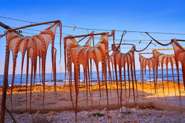 Torkad Bläckfisk Medelhavet Solnedgången Spanien — Stockfoto