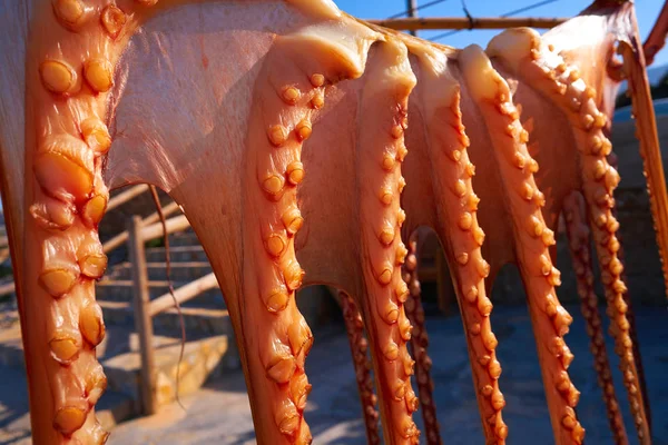 Sušené Chobotnice Středomořském Pobřeží Španělska Venkovní Suchý — Stock fotografie