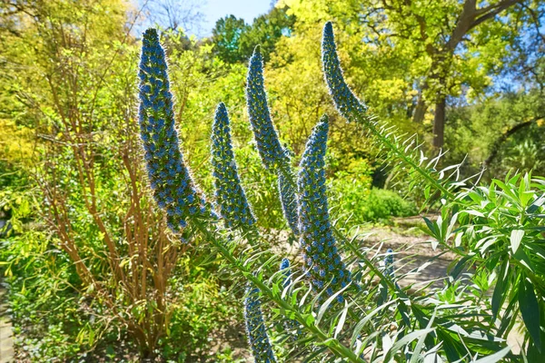 Echium Fastuosum Candicans Stolz Auf Madeira Lila Blüten — Stockfoto