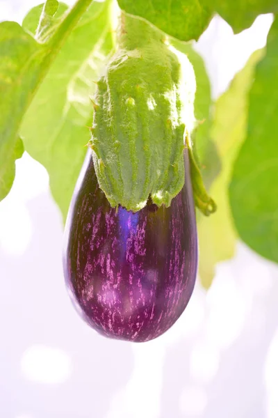 Eggplant Purple Orchard Field Homestead Farm — Stock Photo, Image