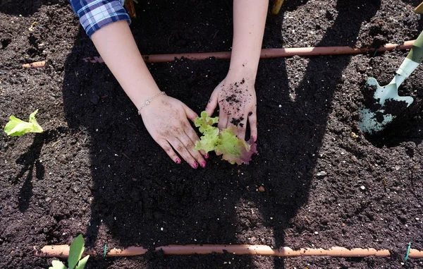 Gril Hands Planting Lettuce Orchard Urban Garden — Stock Photo, Image