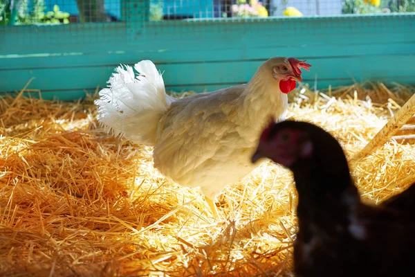 Hühner Einem Hühnerstall Mit Stroh Türkis Farbe Holz Hühnerstall — Stockfoto