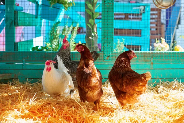 Galinhas Uma Casa Galinha Aves Com Palha Cor Turquesa Galinheiro — Fotografia de Stock