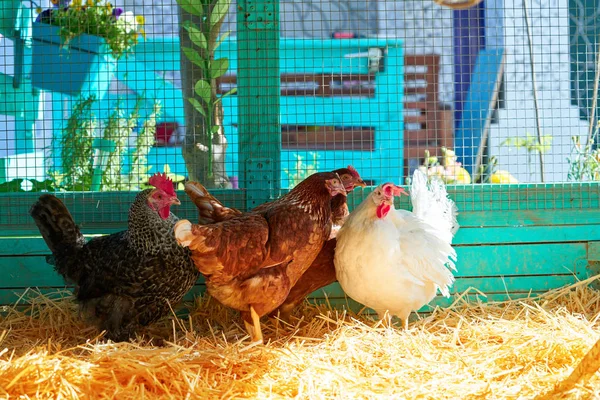 Galinhas Uma Casa Galinha Aves Com Palha Cor Turquesa Galinheiro — Fotografia de Stock