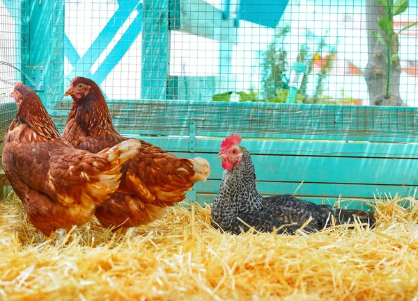 Galinhas Uma Casa Galinha Aves Com Palha Cor Turquesa Galinheiro — Fotografia de Stock