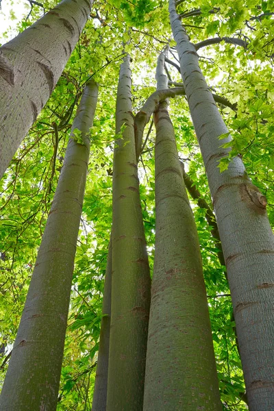 Drzewo Plamistokora Brachychiton Odbarwienie Australii — Zdjęcie stockowe