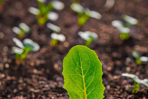 Planta Lechuga Plántulas Huerto Huerto Urbano —  Fotos de Stock