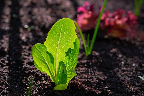 Salatpflanze Aus Setzlingen Einem Städtischen Obstgarten — Stockfoto