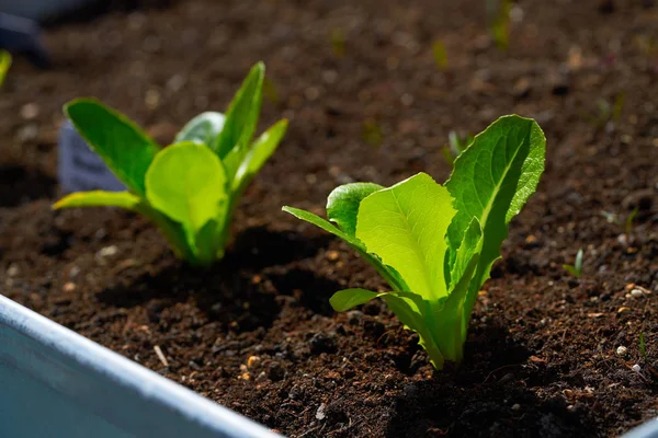 Planta Lechuga Plántulas Huerto Huerto Urbano — Foto de Stock