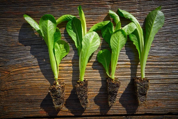 Hlávkový Salát Sazenice Kapusty Připraven Pro Rostlinu Out Nebo Trasplant — Stock fotografie