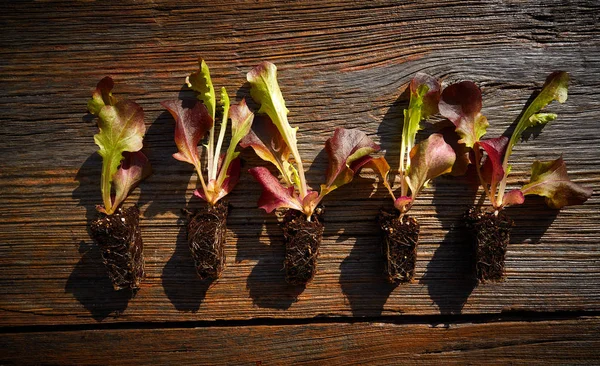 Red Oakleaf Lettuce Seedlings Sprouts Ready Plant Out Trasplant Field — Stock Photo, Image