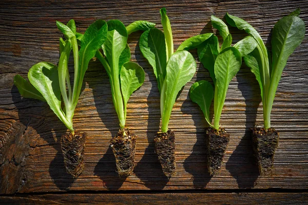 Hlávkový Salát Sazenice Kapusty Připraven Pro Rostlinu Out Nebo Trasplant — Stock fotografie