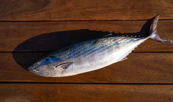 Bonito Fisk Sarda Sarda Tonfisk Färsk Fånga Trä Ombord — Stockfoto