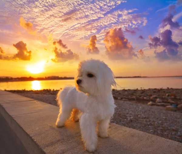 Denia Sunset Las Rotas Beach Alicante Spain — Stock Photo, Image