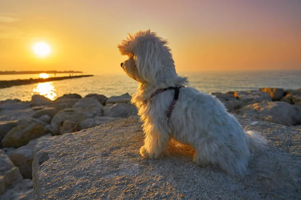 Maltichon Animal Chien Détendu Regardant Coucher Soleil Dans Une Plage — Photo