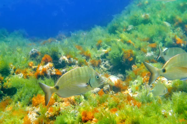 Diplodus Sargus Vissen Onderwater Middellandse Zee Spanje Witte Seabream Levend — Stockfoto
