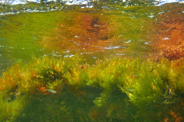 Réflexion Des Algues Sous Marines Méditerranéennes Sur Surface — Photo