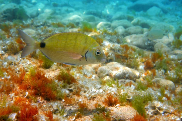 Diplodus Sargus Peixe Subaquático Mediterrâneo Espanha Marisco Branco Vivo — Fotografia de Stock