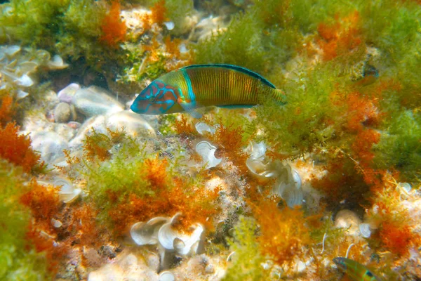 Ψάρια Fredy Thalassoma Ταώς Στη Μεσογειακή Υποβρύχια Ζωντανός Περίτεχνα Χειλούς — Φωτογραφία Αρχείου