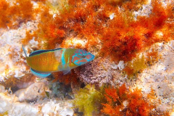 Fredy Fish Thalassoma Pavo Mediterrâneo Subaquático Vivo Ornate Wrasse — Fotografia de Stock